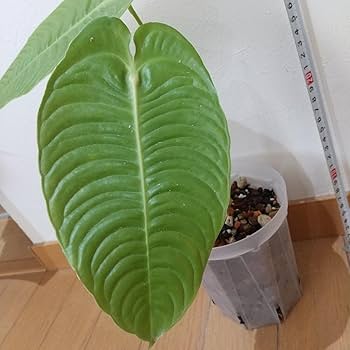 アンスリウム Anthurium ベイチー スーパー ナロー veitchii Amazon.co.jp: アンスリウム ベイチー スーパー ナローAnthurium